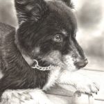 "BuckWheat" 11x14 in. Charcoal