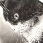 "Violet Whiskers" 11x14 Charcoal