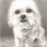 "Pearl" 9x12in. Charcoal